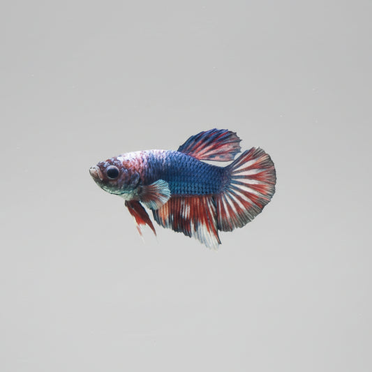 Betta-Plakat 9