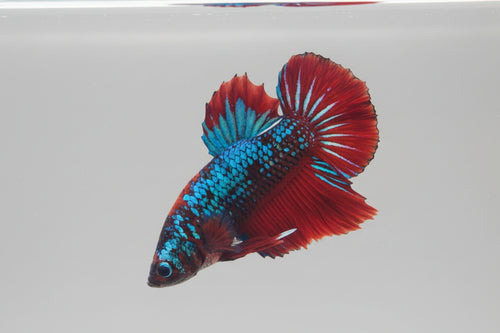 Betta-Plakat Giant 2