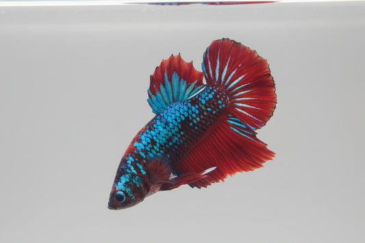 Betta-Plakat Giant 2