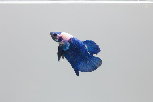 Betta-Blue Panda Plakat