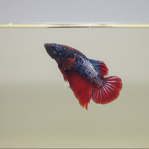 Betta-Plakat 11