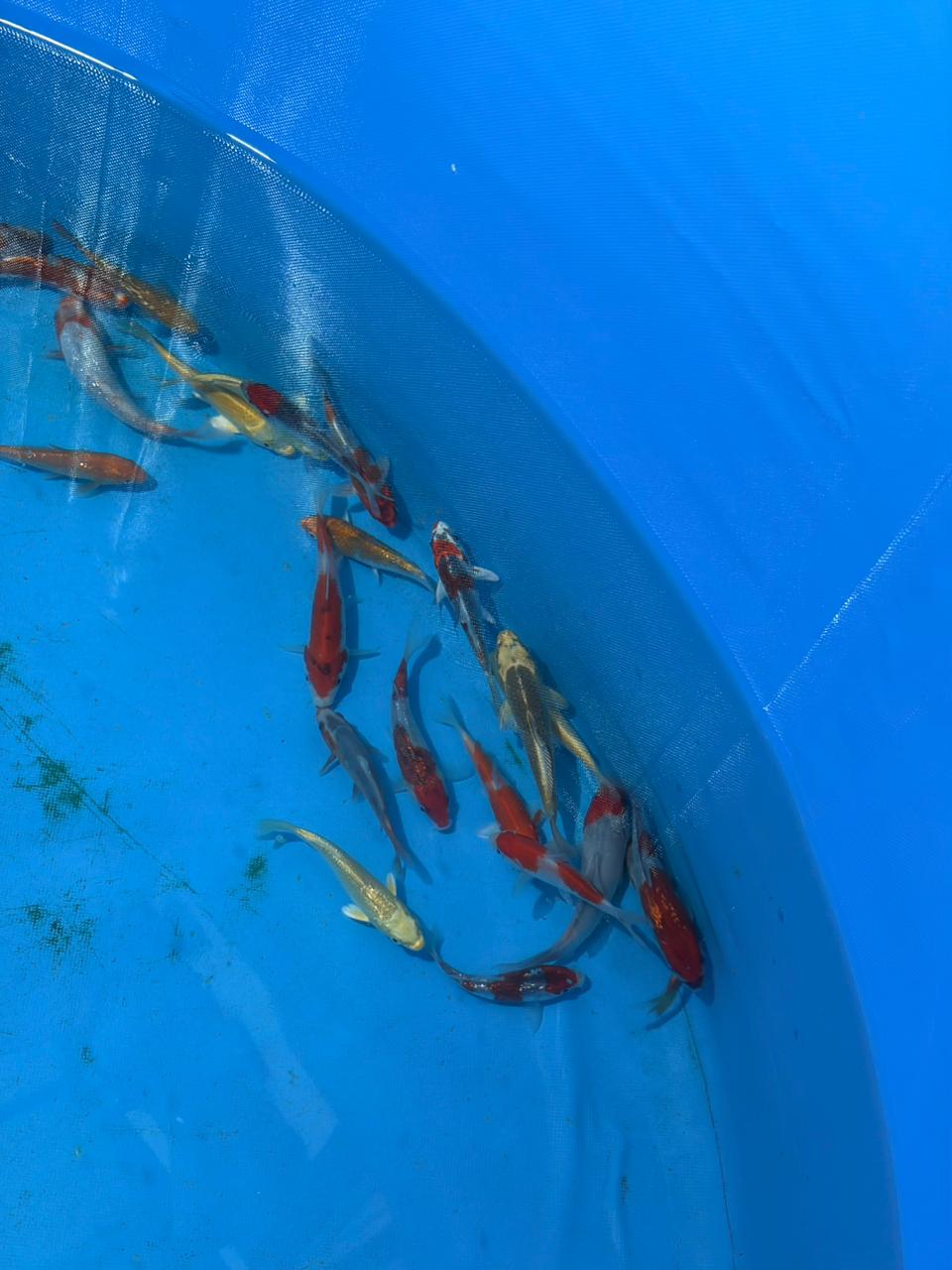 Japanese Koi-Ozumi/Suda mix (100-120mm)