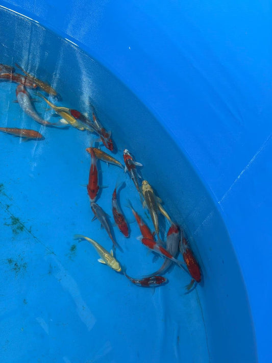 Japanese Koi-Ozumi/Suda mix (100-120mm)