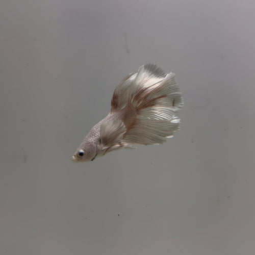 Betta-Platinum Halfmoon 1