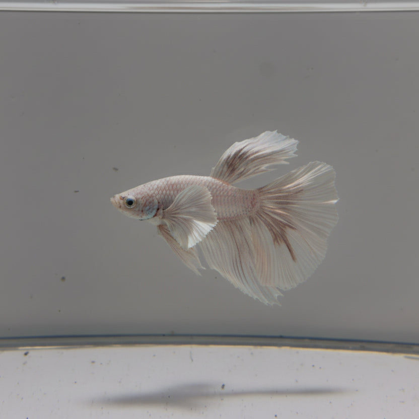 Betta-Platinum Halfmoon 2