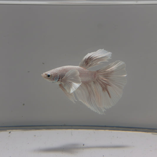 Betta-Platinum Halfmoon 2