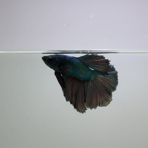 Betta-Copper Halfmoon 1