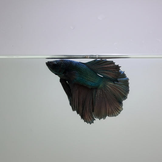 Betta-Copper Halfmoon 1