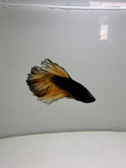 Betta-Mustard Gas Halfmoon 1
