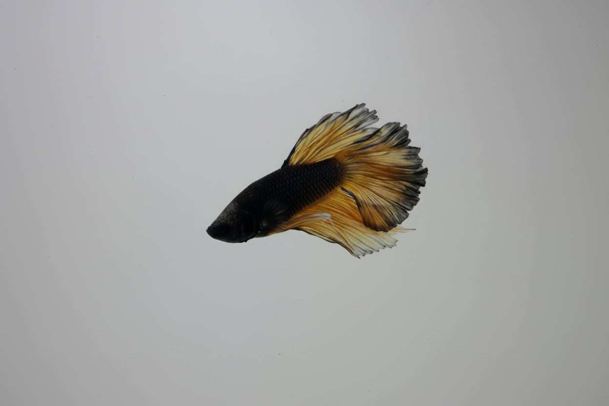 Betta-Mustard Gas Halfmoon 2