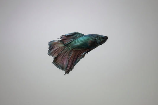 Betta-Copper Halfmoon 2