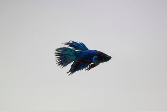 Betta-Crowntail Blue