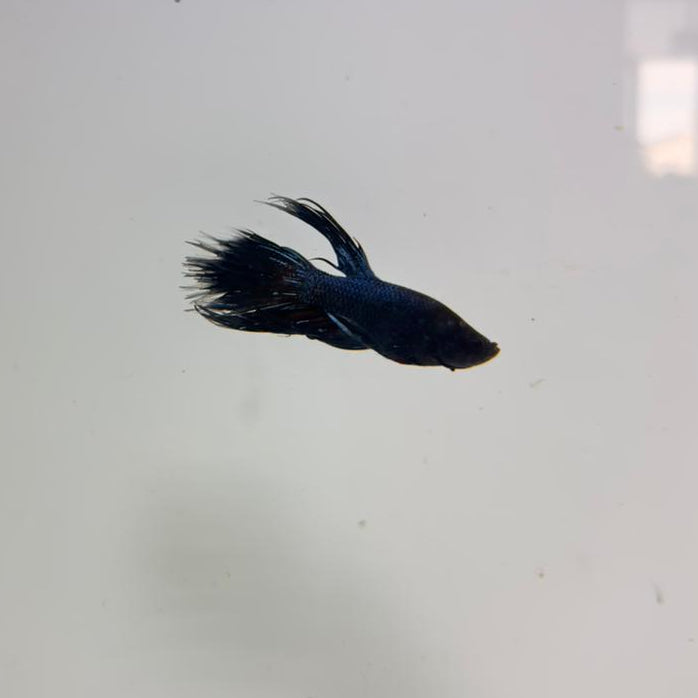 Betta-Blue Orchid Crowntail 2