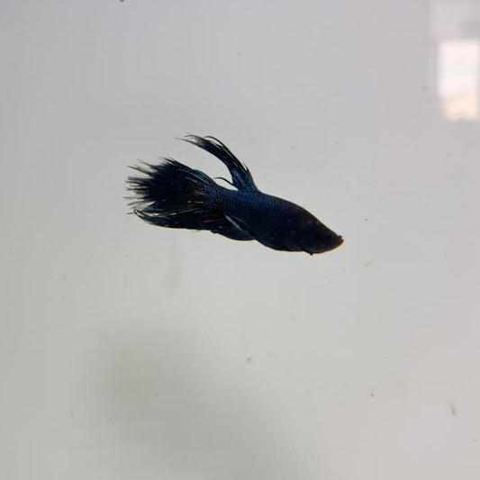Betta-Blue Orchid Crowntail 2