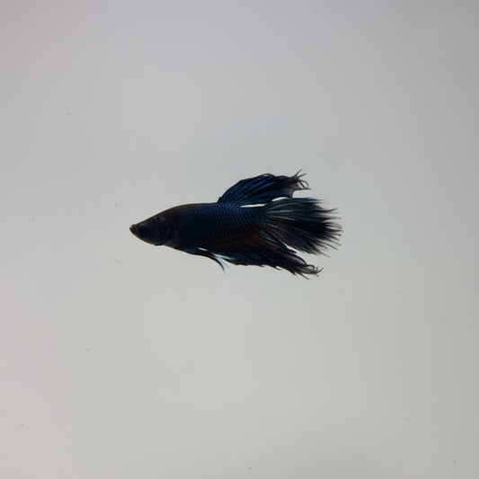 Betta-Crowntail Blue 2