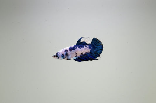 Betta-Blue Panda Plakat