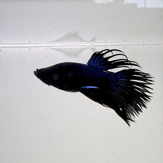 Betta-Blue Orchid Crowntail 1