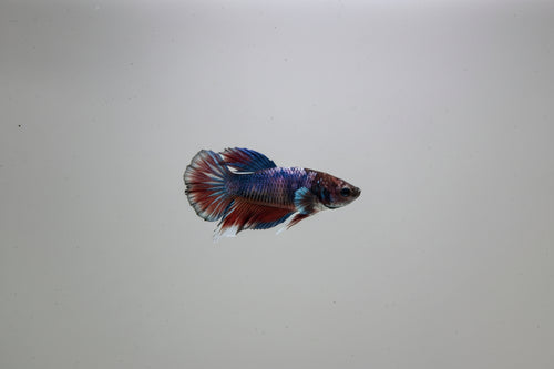 Betta-Plakat 1