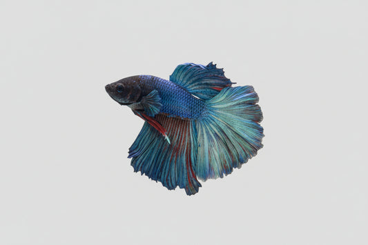 Betta-Halfmoon Blue