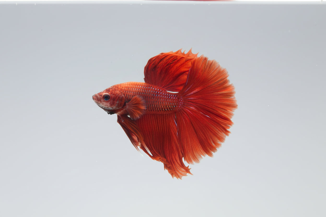 Betta-Halfmoon red
