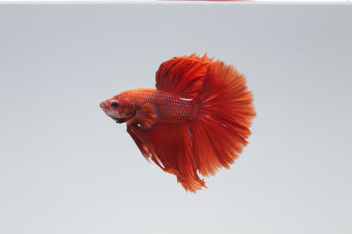 Betta-Halfmoon red
