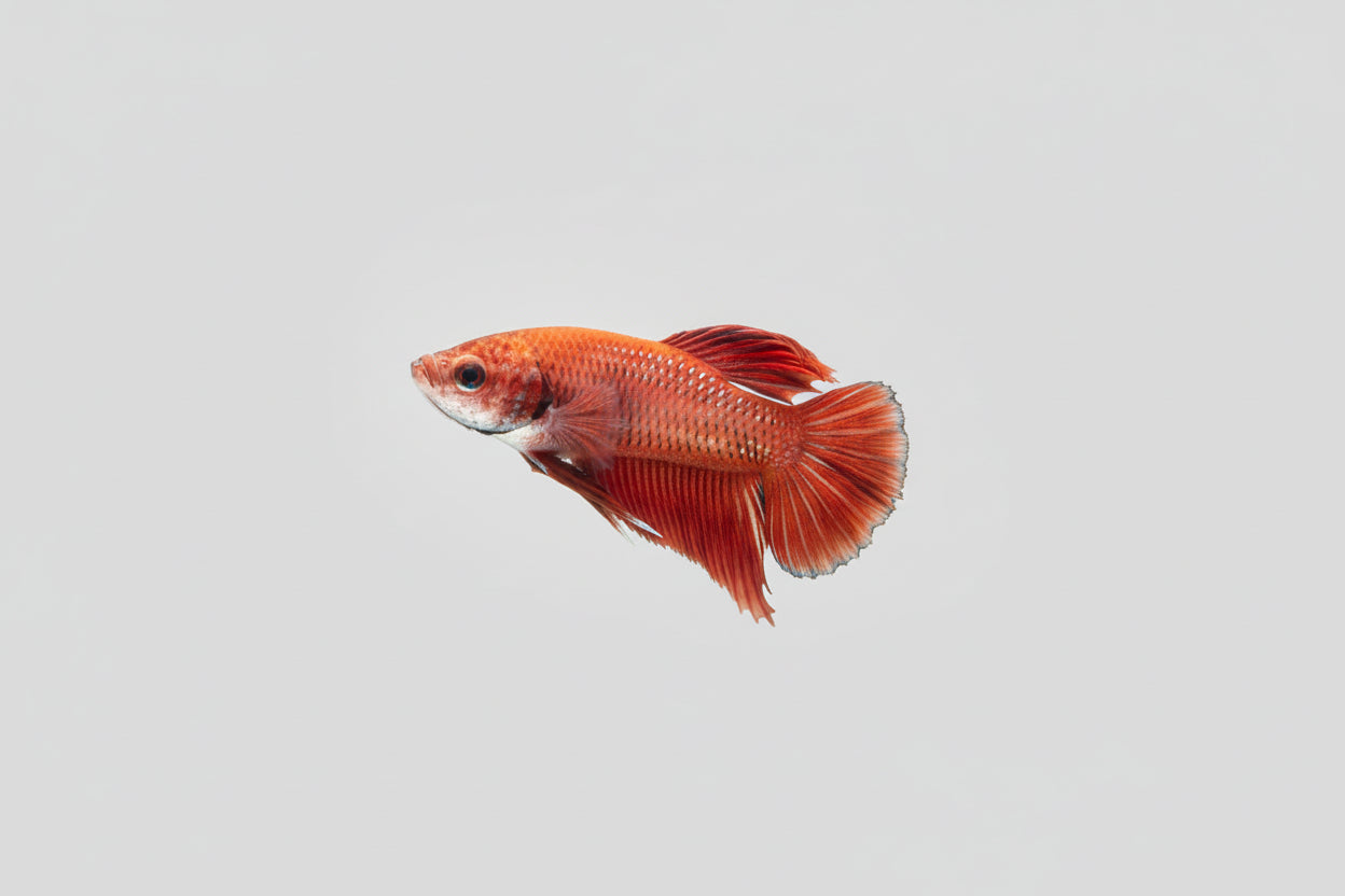Betta-Plakat 2