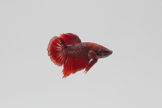 Betta-Plakat 4