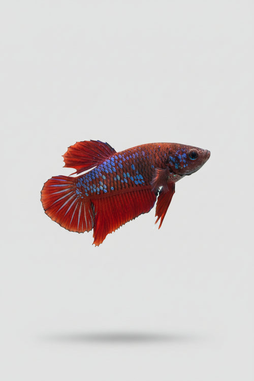 Betta-Plakat 3