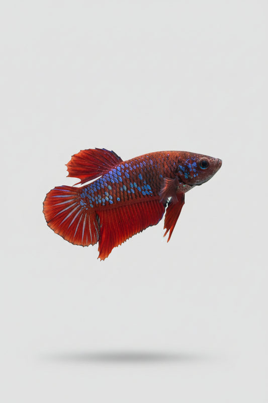 Betta-Plakat 3