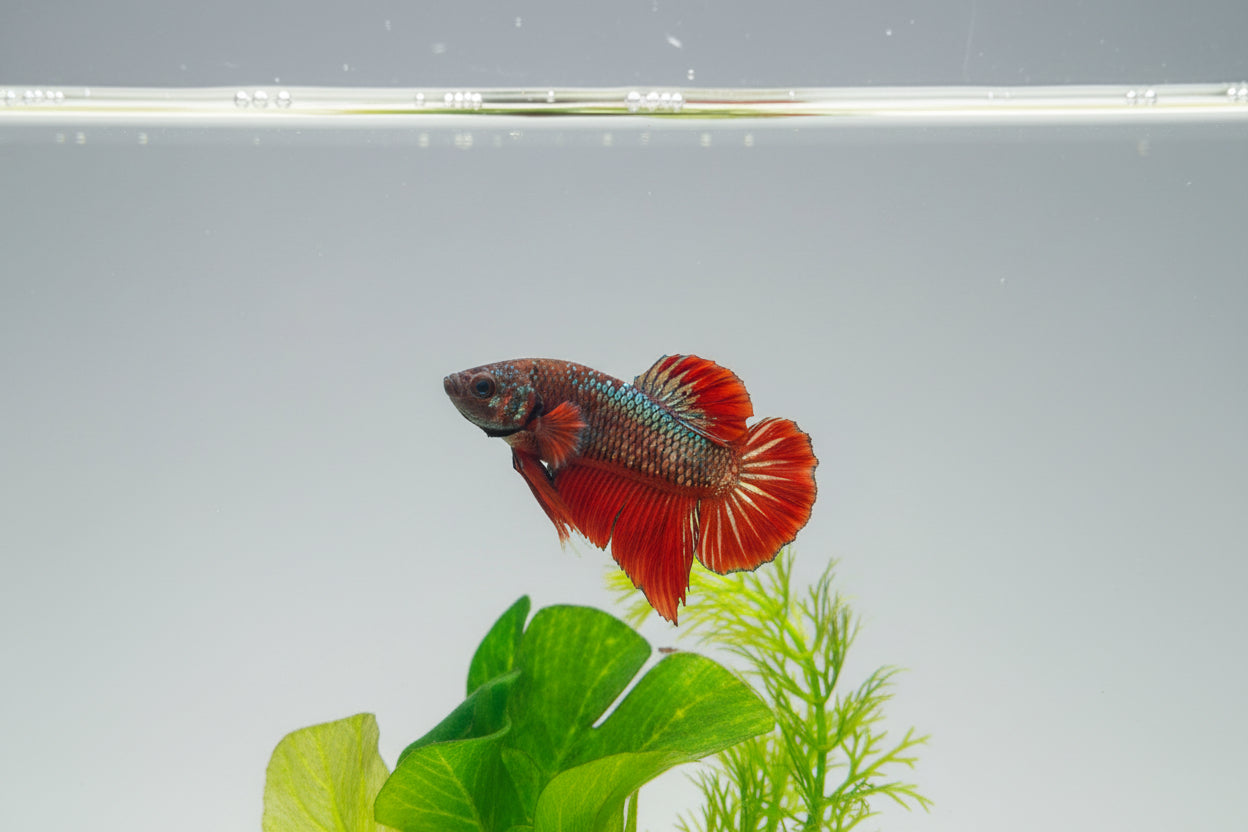 Betta-Plakat 7