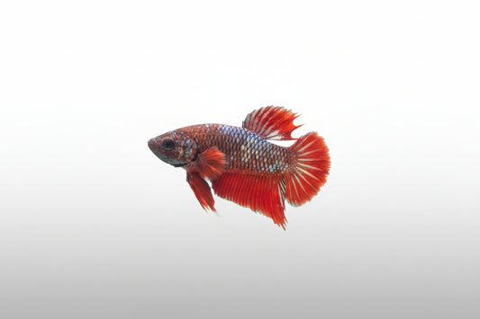 Betta-Plakat 6