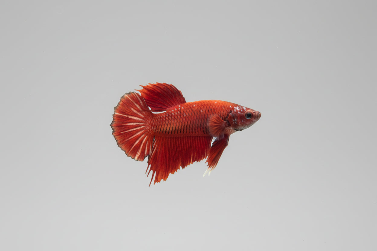 Betta-Plakat 8