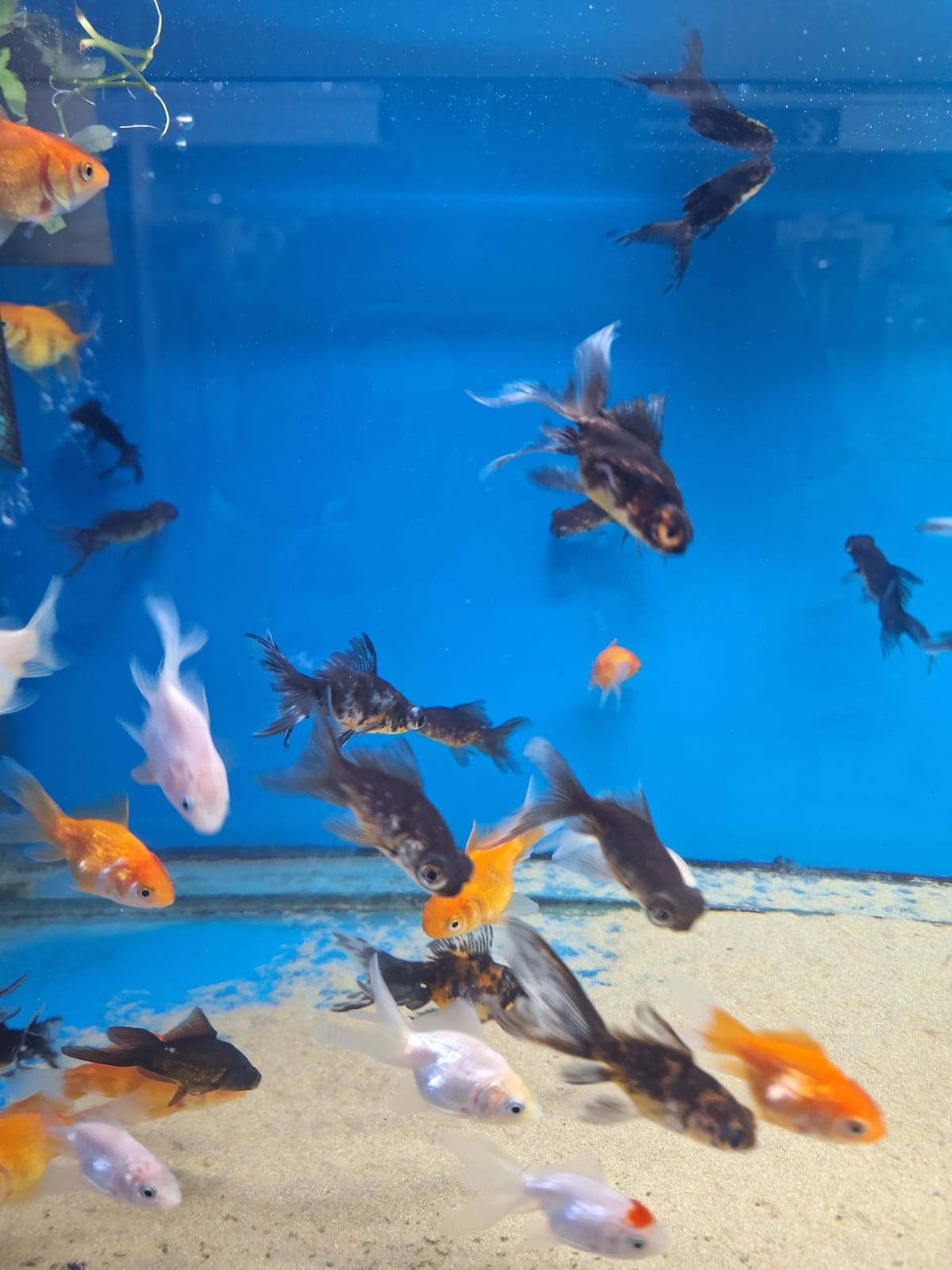 Goldfish Mix 30-60mm