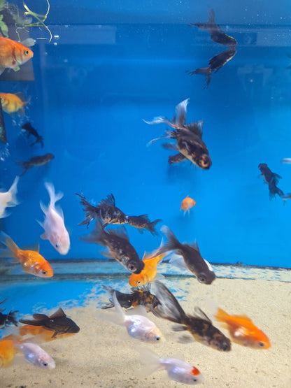Goldfish Mix 30-60mm