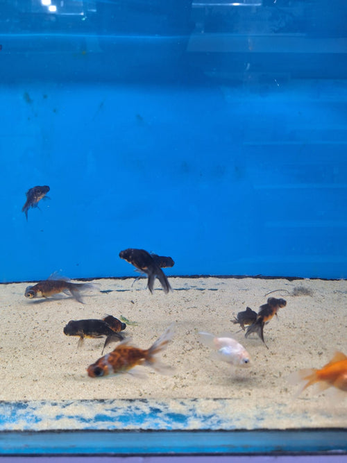 Goldfish Mix 30-60mm