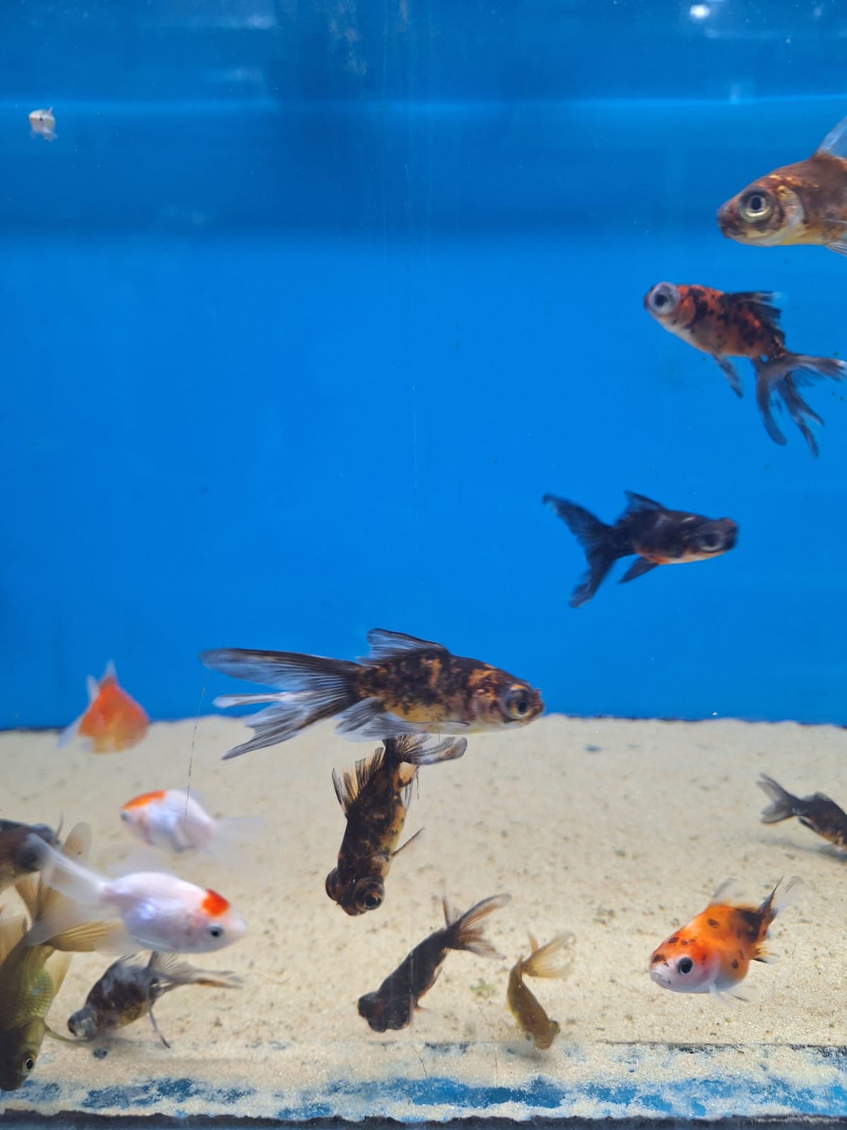 Goldfish Mix 30-60mm