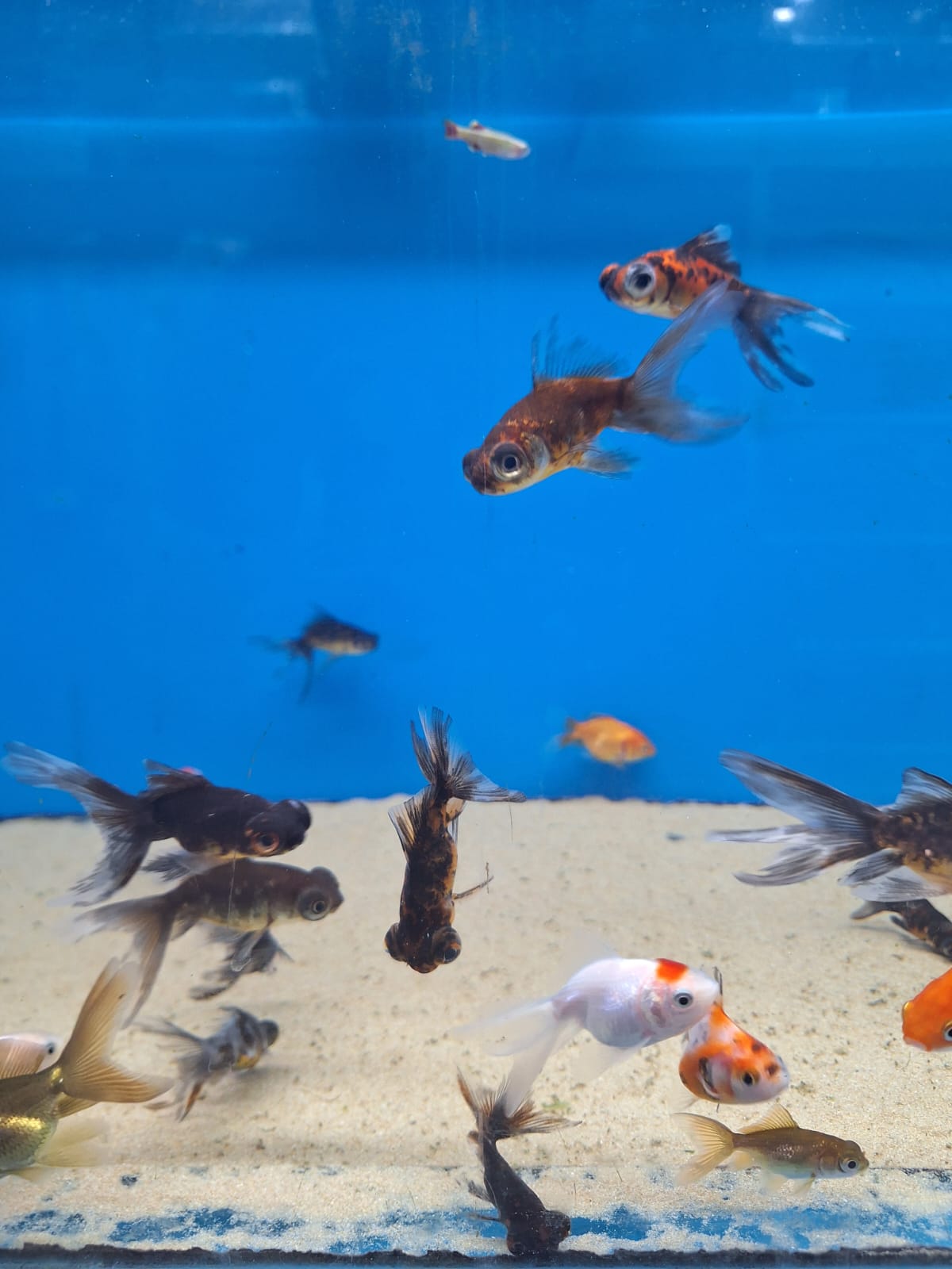 Goldfish Mix 30-60mm