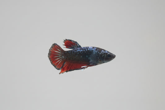 Betta-Avatar Nemo Copper Female