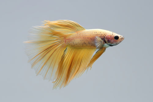 Betta-Halfmoon (A Grade)