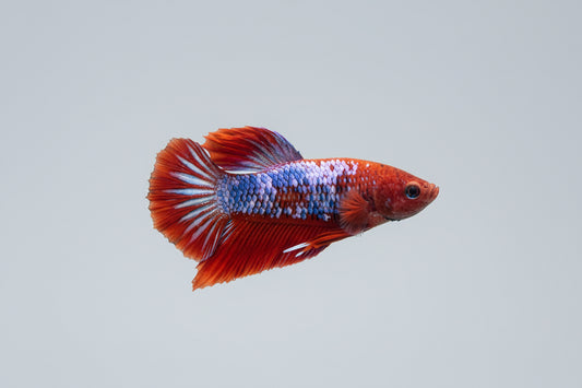Betta-Hellboy 'Spiderman'