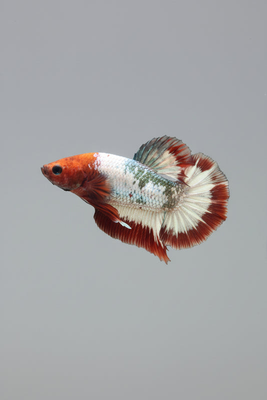 Betta-Hellboy Plakat