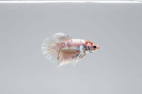 Betta-Metalic Plakat