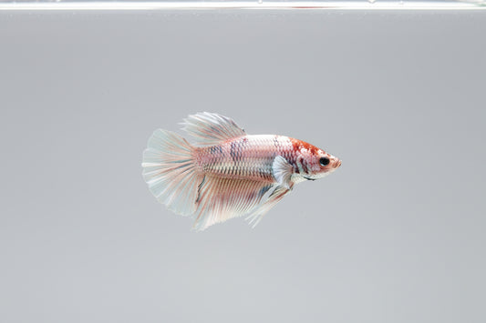 Betta-Metalic Plakat