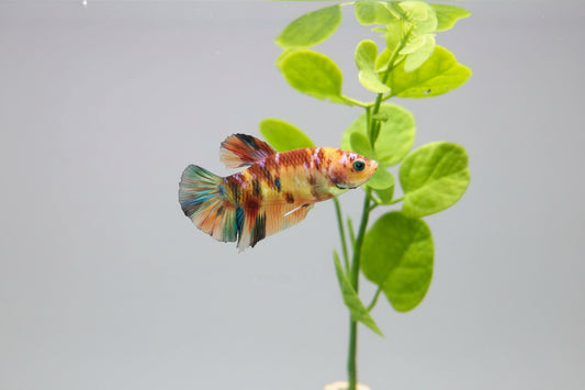Betta-Marble Glowfish Plakat