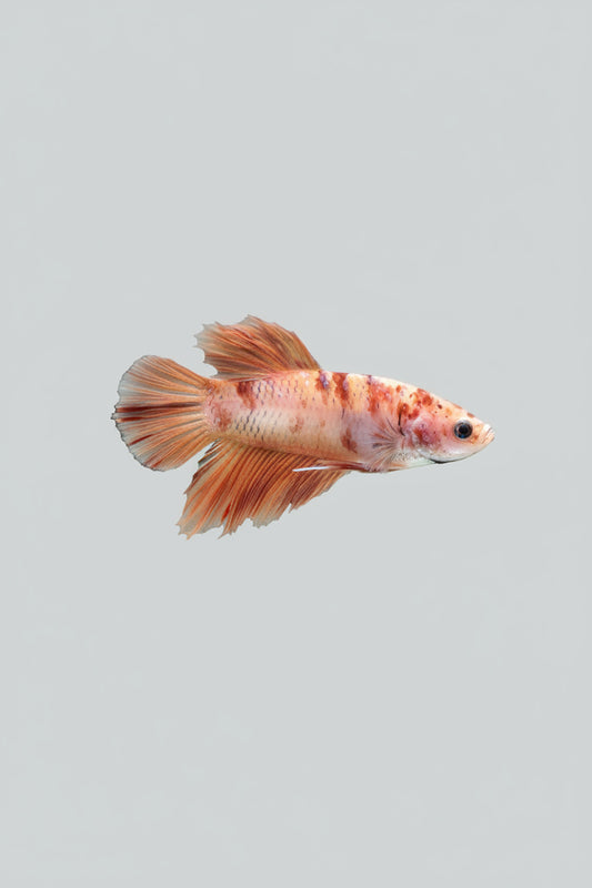 Betta-Koi Nemo Plakat