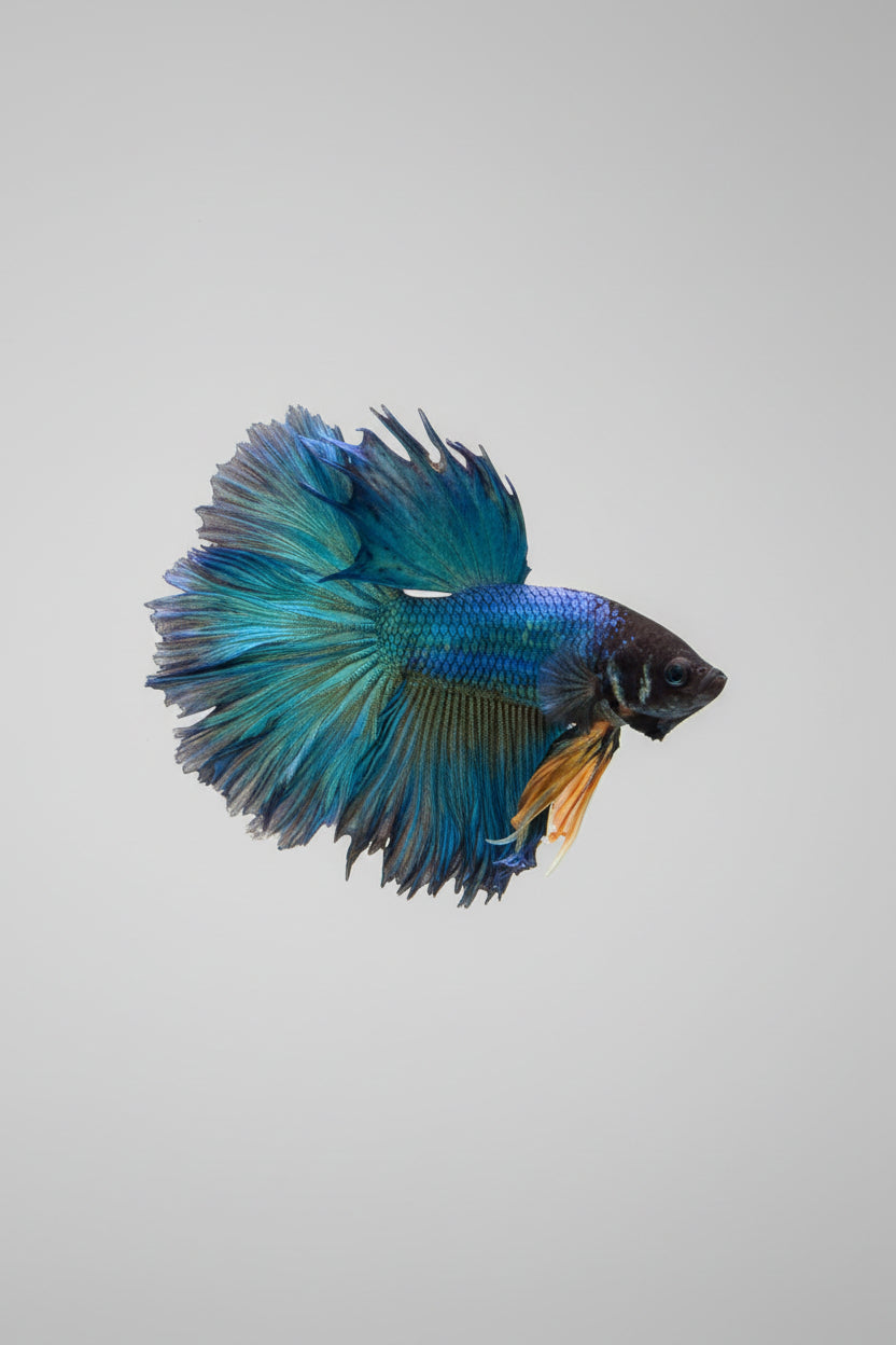 Betta-Rosetail Mustard Gas