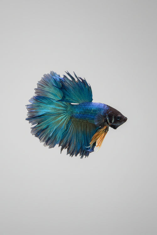 Betta-Rosetail Mustard Gas