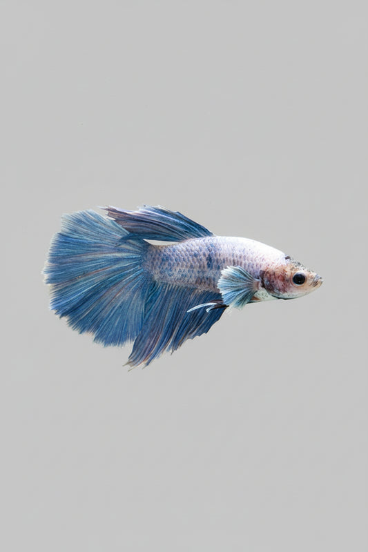 Betta-Super Dumbo