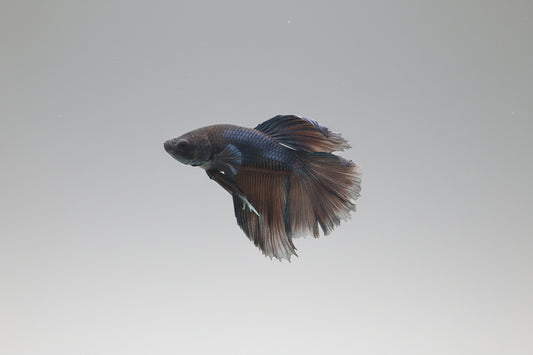 Betta-Black Halfmoon