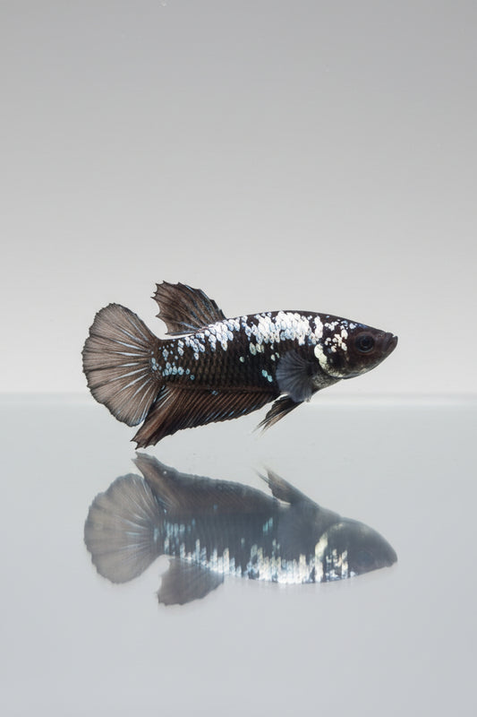 Betta-Black Samurai Plakat
